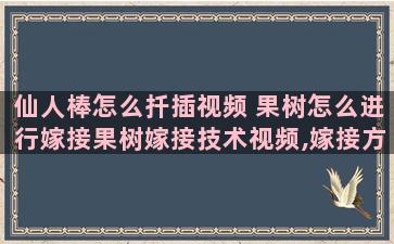 仙人棒怎么扦插视频 果树怎么进行嫁接果树嫁接技术视频,嫁接方法图解